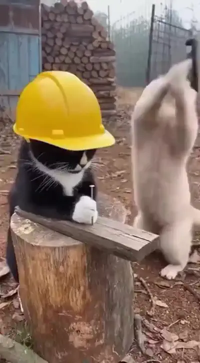 Кошачья стройка