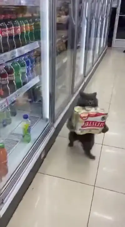 Кот и пиво
